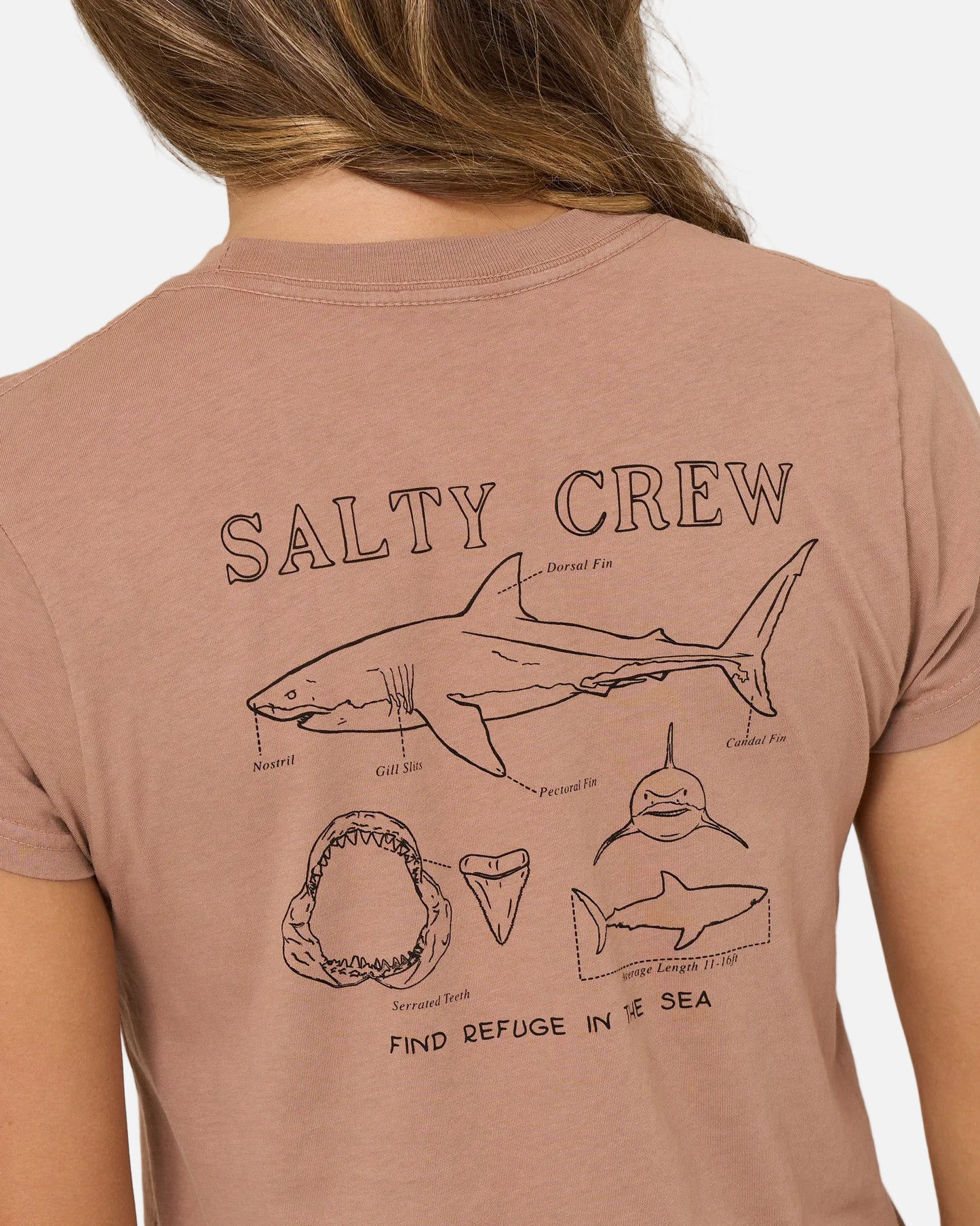 Shark Anatomy Modern Tee - Mocha